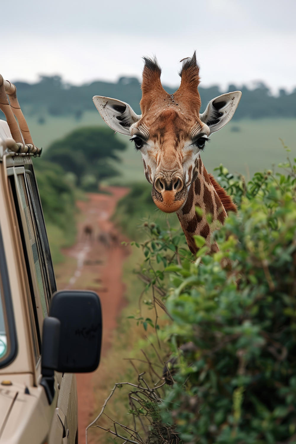 Great Value Safaris