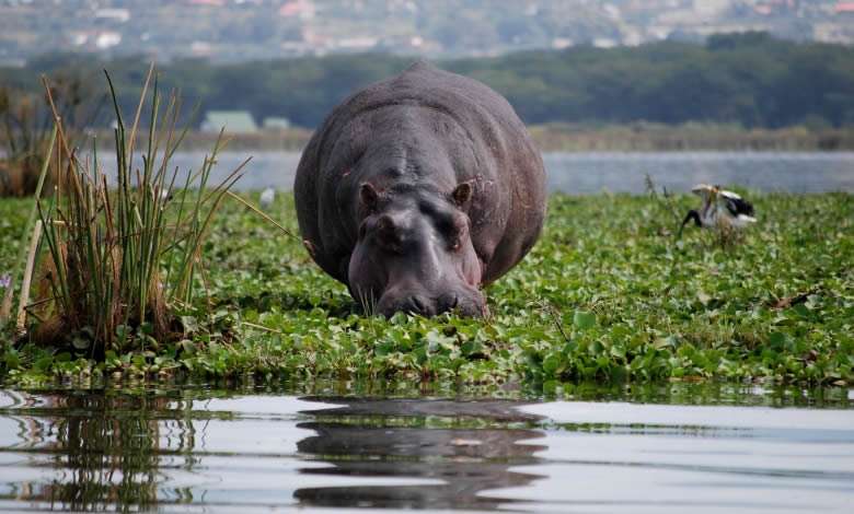 Lake Mburo National Park