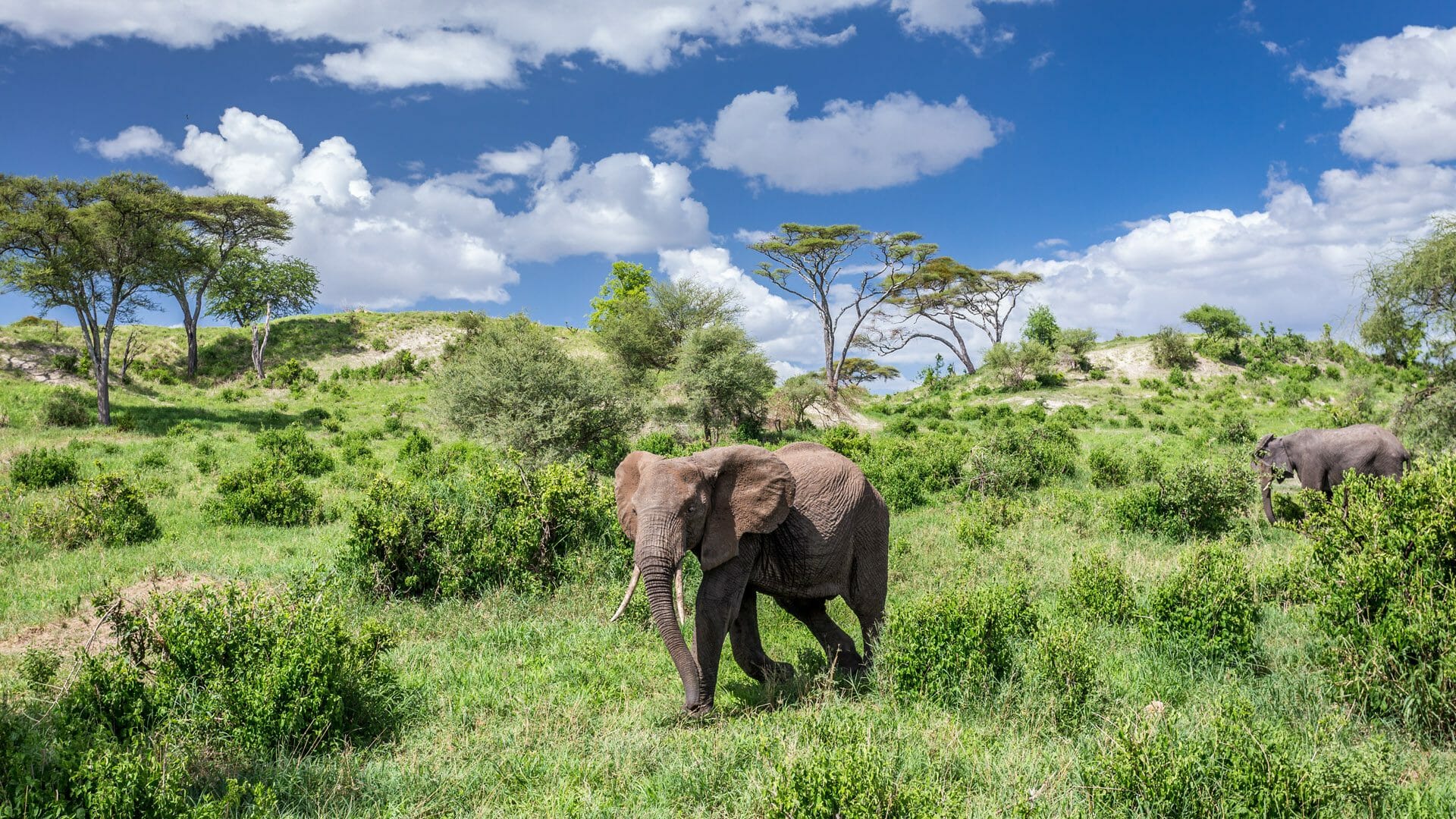 Tarangire National Park
