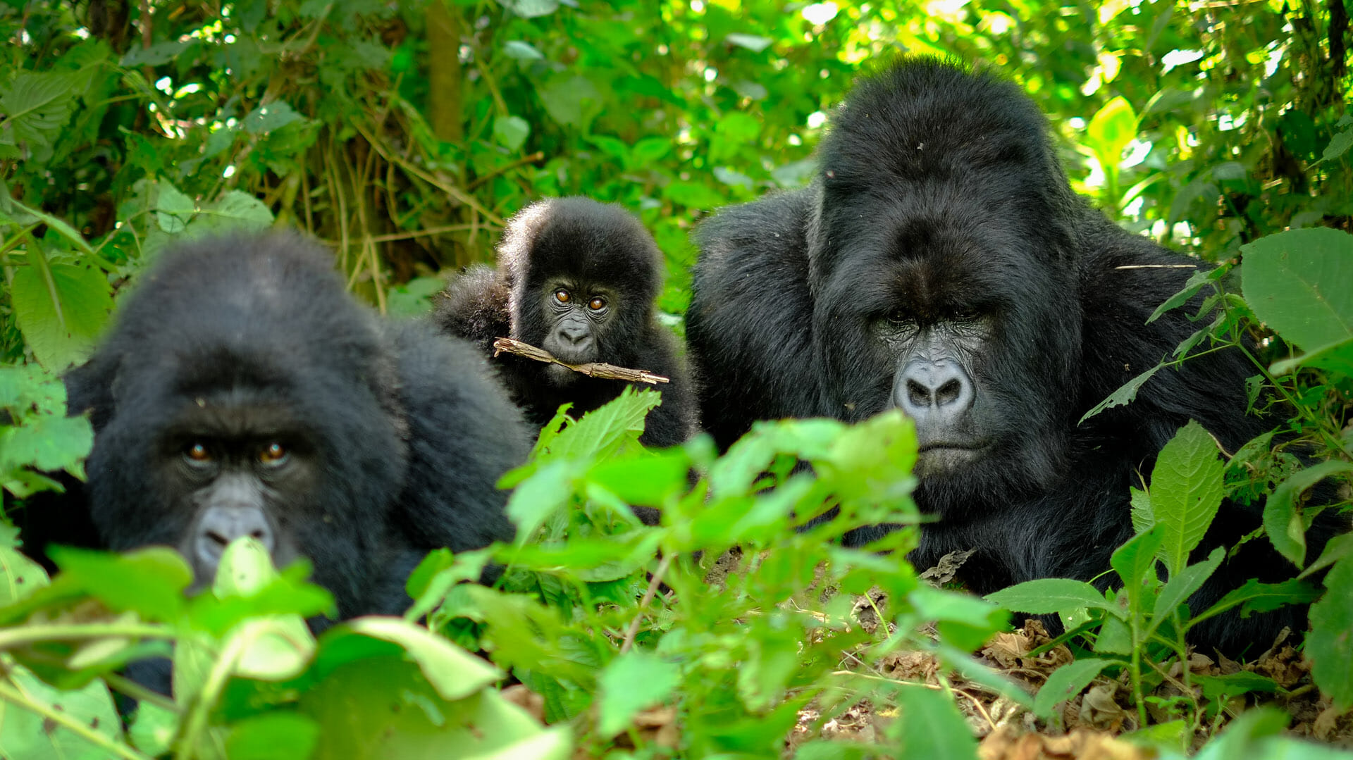 Bwindi Forest National Park