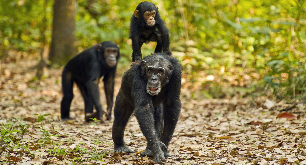 Chimpanzee Trekking